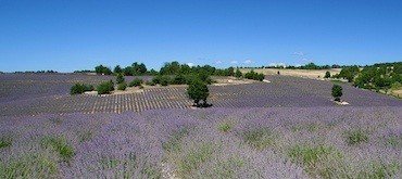 Franse-zeep-uit-de-Provence-Marseille