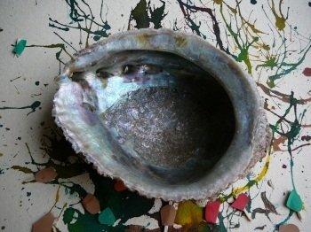 abaloneschelp