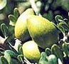 Arganolie 100 ml , Bio marokaanse arganolie
